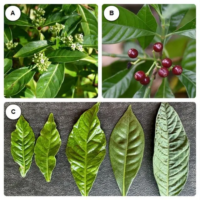 thumbnail for publication: How to Identify and Propagate Different Types of Wild Coffee for Your Florida Garden